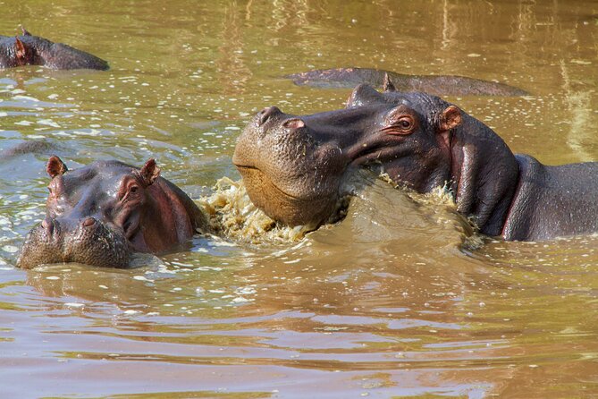 5 Days Lodge Luxury: A Taste of Tanzania Safari - Lodge comfort and what luxury means here