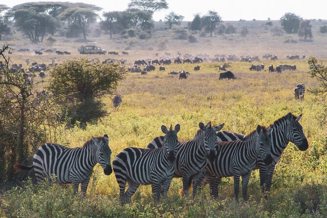 5 Days Lodge Luxury: A Taste of Tanzania Safari - The guide can make or break the days