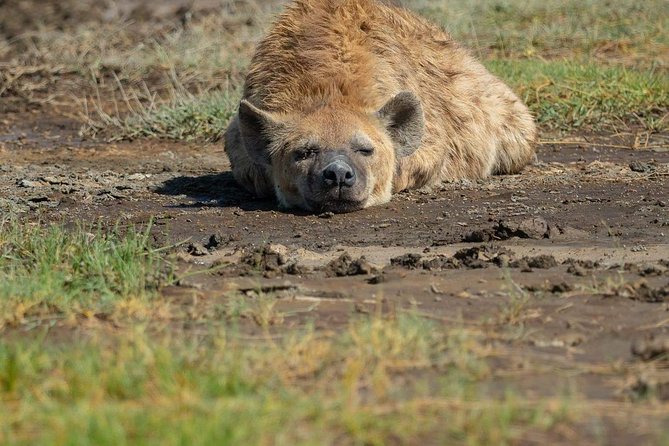 5 Days Luxury Lodge Safari Tour Tanzania - What this five-day route does well