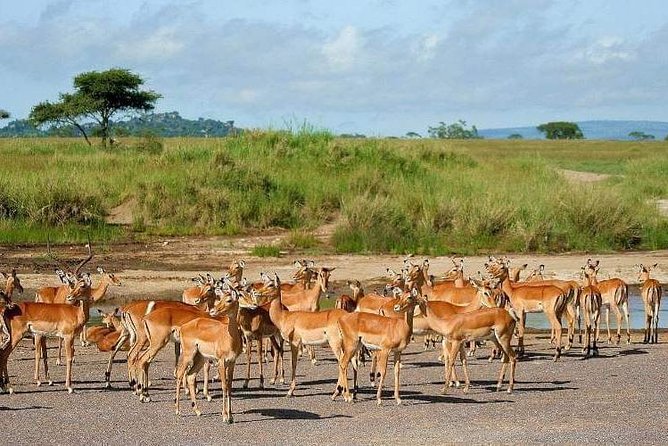 5 Days Luxury Lodge Safari Tour Tanzania - Day 3: A sunrise start in the central Serengeti