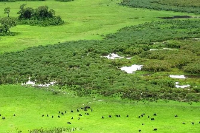 5 Days Luxury Lodge Safari Tour Tanzania - Day 4: One last Serengeti drive before Ngorongoro