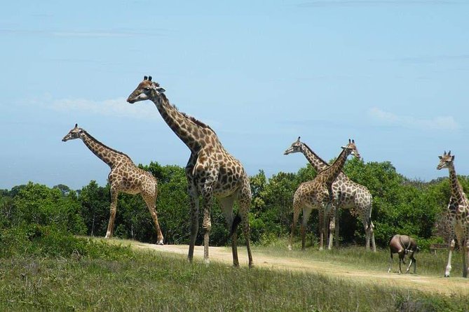 5 Days Luxury Lodge Safari Tour Tanzania - Day 5: Ngorongoro Crater and the ride back to Arusha