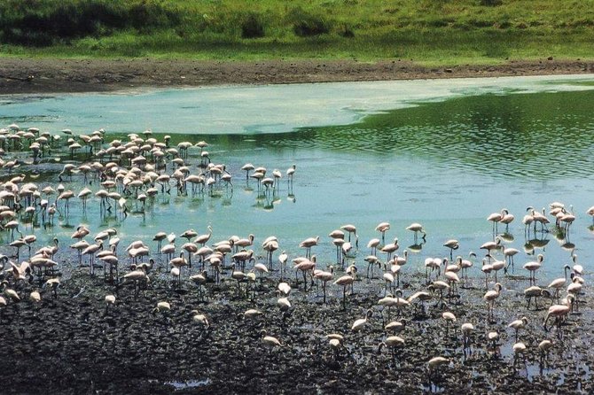 5 Days Luxury Lodge Safari Tour Tanzania - Lodge comfort and what luxury means here