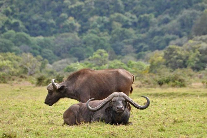 5 Days Luxury Lodge Safari Tour Tanzania - Guides, communication, and the human side of the trip