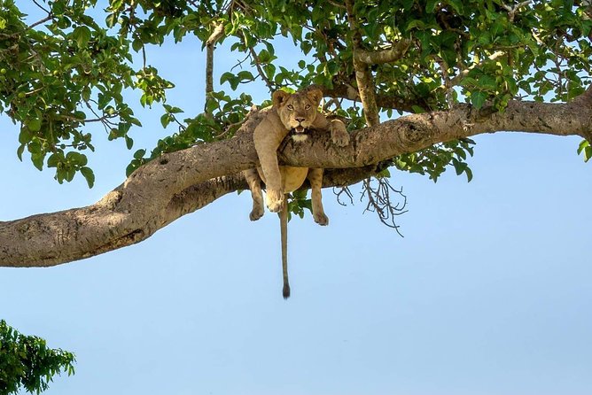 5 Days Luxury Lodge Safari Tour Tanzania - Day 1: Tarangire’s elephants and wide-open country
