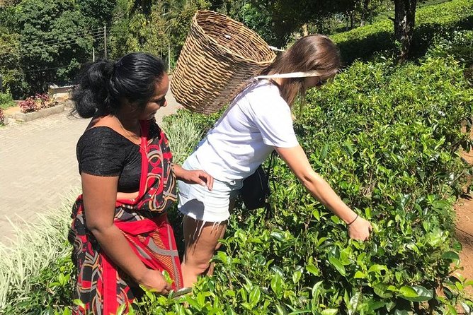 5 Days Tour in Sri Lanka (Hotels with Breakfast & Luxury Car) - The driver can make or break the experience