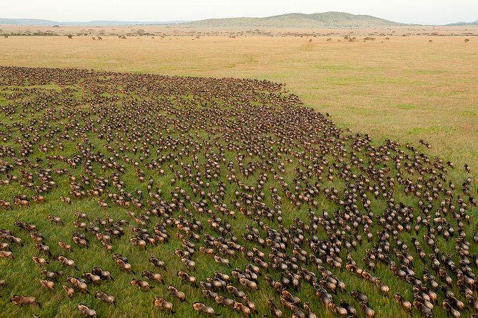 6-Day Serengeti Migration: Private Safari with Mid-range Luxury - What this six-day safari is really offering