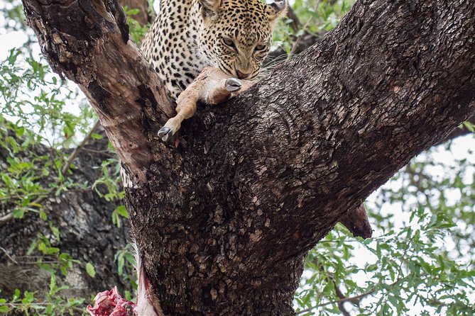 6-Day Serengeti Migration: Private Safari with Mid-range Luxury - Days 3 and 4: Your best chance for Serengeti time