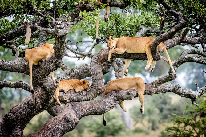 6-Day Serengeti Migration: Private Safari with Mid-range Luxury - Day 5: A sunrise drive and the road to Ngorongoro