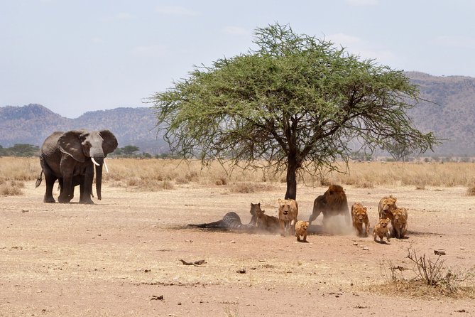 6-Day Serengeti Migration: Private Safari with Mid-range Luxury - The Land Cruiser, meals, and camp comfort