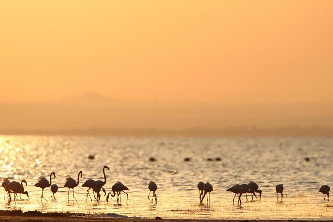 6-Day Serengeti Migration: Private Safari with Mid-range Luxury - Planning details that affect the experience
