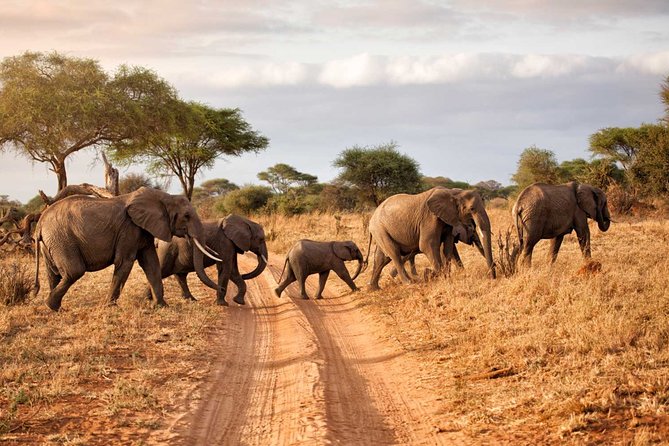 6-Day Serengeti Migration: Private Safari with Mid-range Luxury - Day 1: Tarangire brings the elephants close