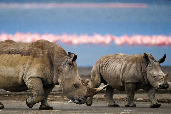 6 Days Lodge & Tented Camp Luxury - The Serengeti Trail & Tarangire - Tarangire: elephants beneath ancient baobabs