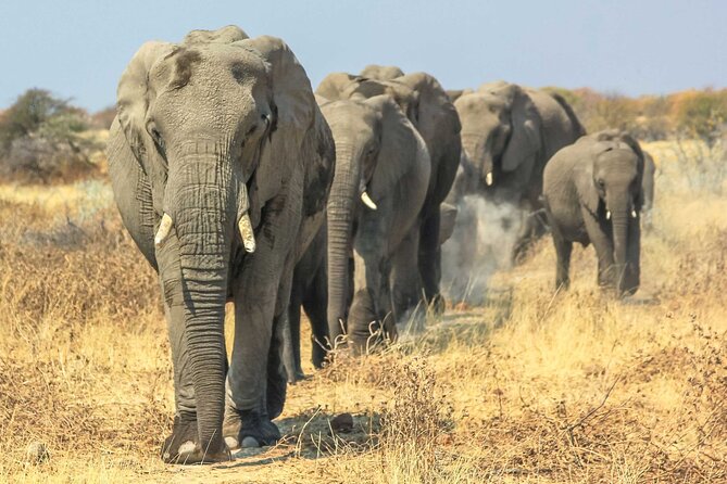 6 Days Lodge & Tented Camp Luxury - The Serengeti Trail & Tarangire - Ngorongoro Crater and the search for black rhino