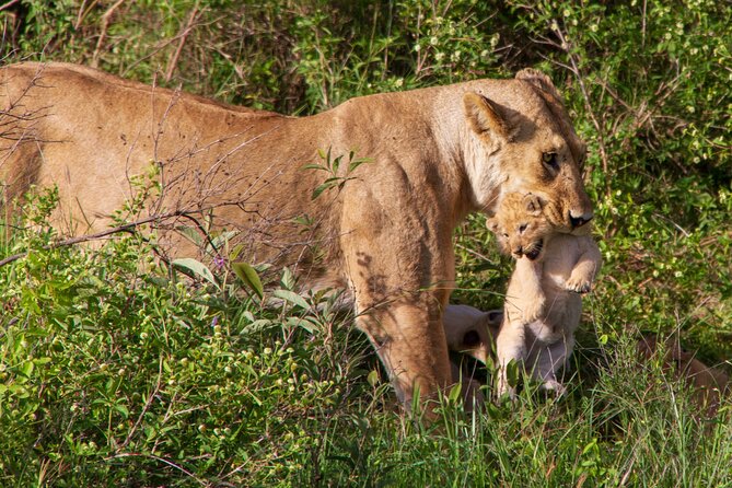 6 Days Lodge & Tented Camp Luxury - The Serengeti Trail & Tarangire - How the comfort level works in practice