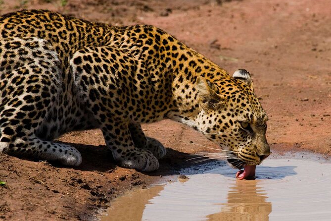 6 Days Lodge & Tented Camp Luxury - The Serengeti Trail & Tarangire - Who will enjoy this route most