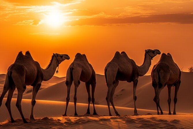 6-Hour Luxury Evening Dubai Desert Safari - BBQ Dinner Live Shows - BBQ dinner under the stars