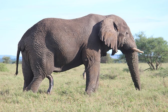 7-Day Premium Luxury Tanzania Safari All-Inclusive - Day four: crossing the highlands into the Serengeti