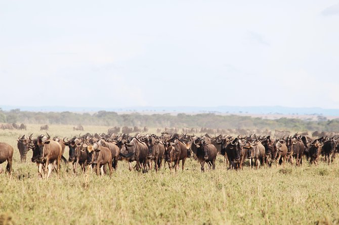 7-Day Premium Luxury Tanzania Safari All-Inclusive - Day seven: a long final transfer from Karatu