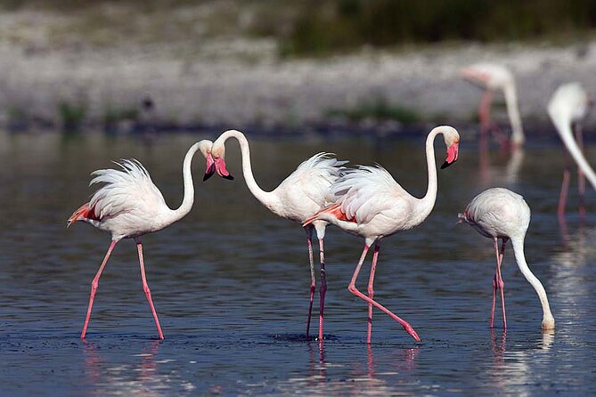 7 Days Best Luxury Safari To Tanzania - Day three: Lake Manyara, Mto wa Mbu, and a busy day