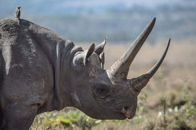 7 Days Best Luxury Safari To Tanzania - Day four: descending into Ngorongoro Crater