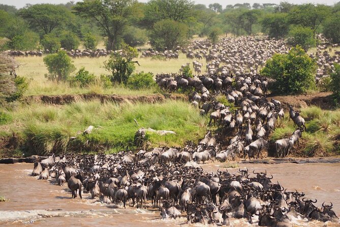 7 Days Best Luxury Safari To Tanzania - Day five: moving into the Serengeti