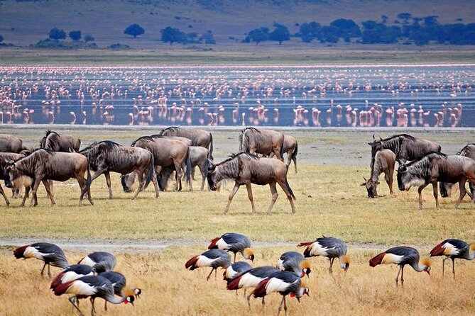 7 Days Best Luxury Safari To Tanzania - Day six: a full Serengeti game drive