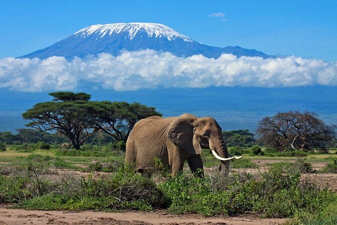 7 Days Best Luxury Safari To Tanzania - Day two: elephants and baobabs in Tarangire