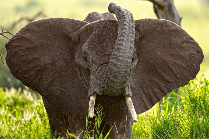 7 Days Tanzania Luxury Safari Experience & Coffee Walking Tour - The trip at a glance