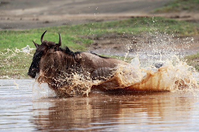 7 Days Tanzania Luxury Safari Experience & Coffee Walking Tour - Why this safari works well in seven days