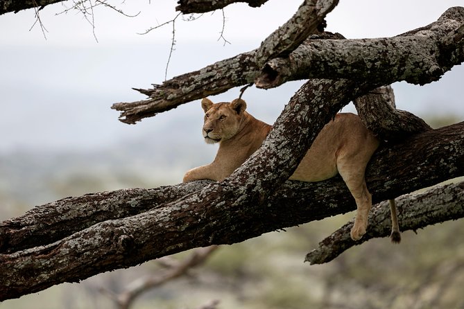 7 Days Tanzania Luxury Safari Experience & Coffee Walking Tour - Day 2: Lake Manyara’s forest, plains, and birdlife