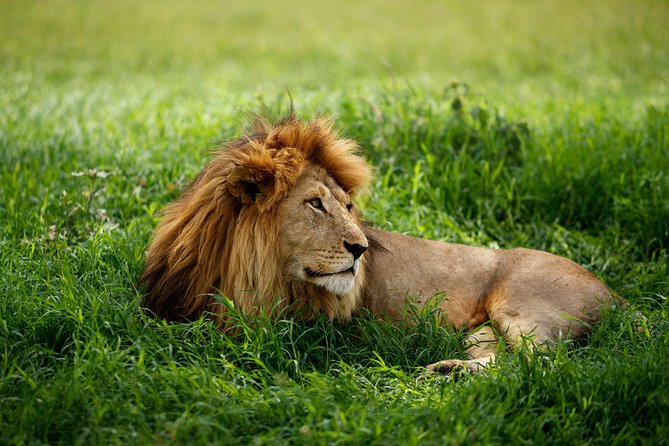7 Days Tanzania Luxury Safari Experience & Coffee Walking Tour - Days 3 and 4: Reaching the Serengeti and staying with it