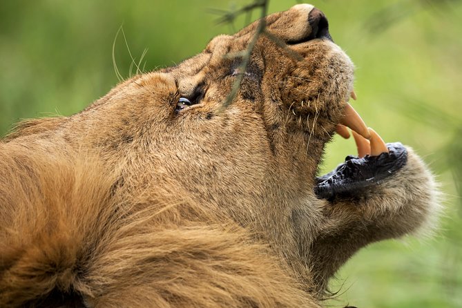 7 Days Tanzania Luxury Safari Experience & Coffee Walking Tour - Day 5: The Serengeti to Karatu, with coffee at the end