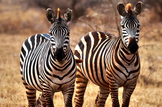 7 Days Tanzania Luxury Safari Experience & Coffee Walking Tour - Day 6: A full morning inside Ngorongoro Crater