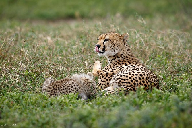 7 Days Tanzania Luxury Safari Experience & Coffee Walking Tour - Day 1: Tarangire elephants and an Arusha cultural stop