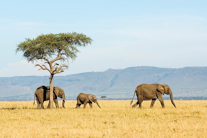 7 Days Tanzania Luxury Safaris - What $4,351 buys you in northern Tanzania