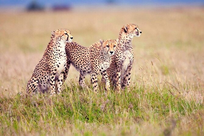 7 Days Tanzania Luxury Safaris - Day 7: Mto wa Mbu beyond the safari vehicle