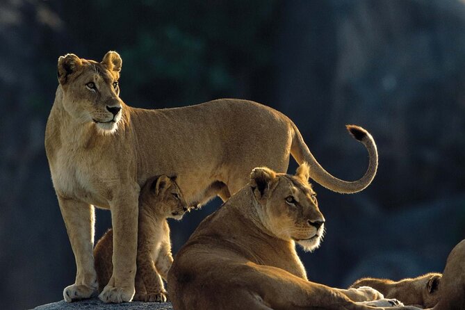 7 Days Tanzania Luxury Safaris - Day 2: forest country at Lake Manyara