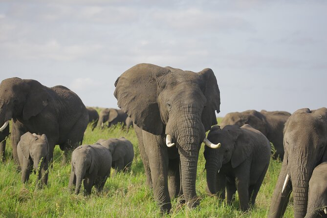 8 Days Green Season Offer - Luxury Serena Safari - Day 3: From the Ngorongoro rim to the Serengeti plains