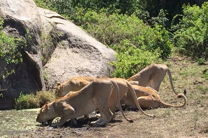 8 Days Green Season Offer - Luxury Serena Safari - Days 4 and 5: Two full days in the Serengeti