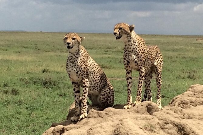 8 Days Green Season Offer - Luxury Serena Safari - Day 7: A full day on the Ngorongoro Crater floor