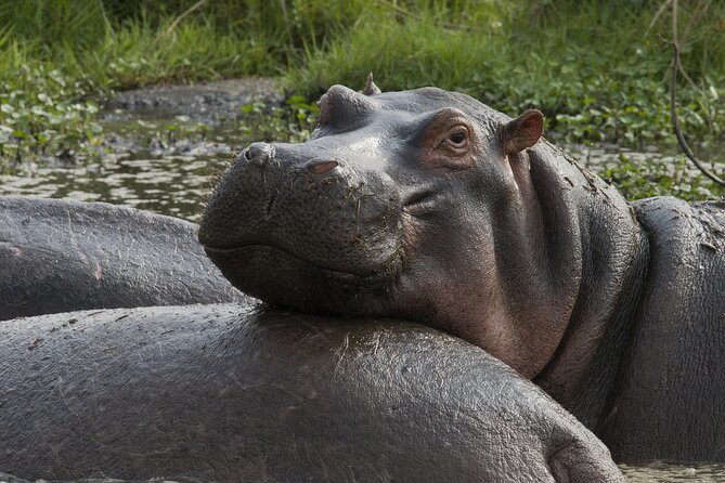 8 Days Green Season Offer - Luxury Serena Safari - Day 8: Tarangire’s elephants and giant baobabs