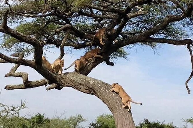 8 Days Green Season Offer - Luxury Serena Safari - Day 2: Lake Manyara and the search for tree-climbing lions