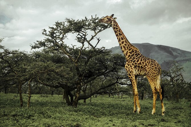9-Day Ultimate Tanzania Honeymoon Safari Luxury Package - Ngorongoro Crater: concentrated wildlife in a volcanic bowl
