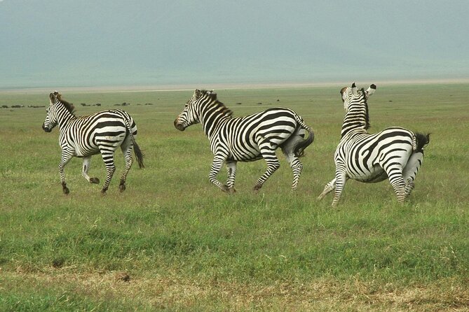 9-Day Ultimate Tanzania Honeymoon Safari Luxury Package - Lake Manyara: birds, elephants, and the first game drive