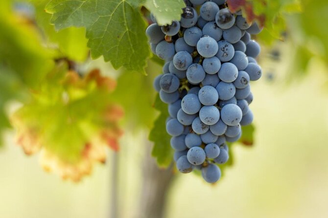 A day in Saint-Emilion in a small group (Electric Luxury Van) - Key points at a glance