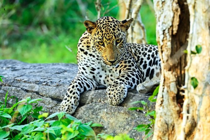 All Inclusive Leopard Nest Treehouse Safari in Yala - The evening game drive from 2:30 p.m. to 5:30 p.m.
