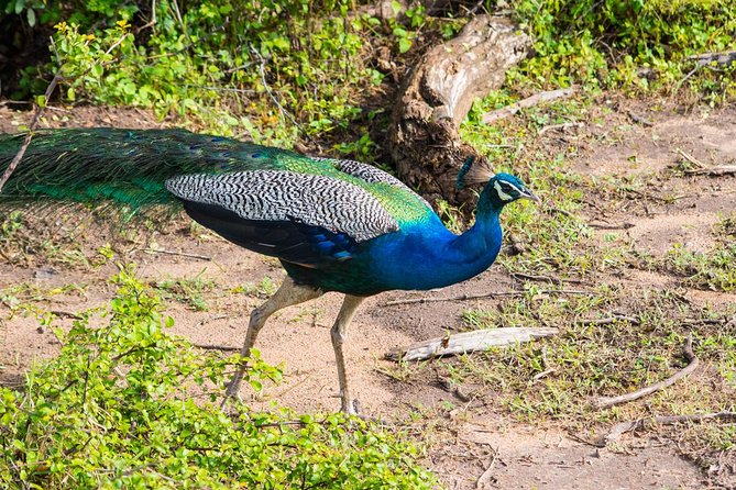 All Inclusive Leopard Nest Treehouse Safari in Yala - Campfire drinks, the outdoor shower, and dinner