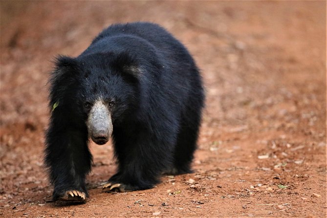 All Inclusive Leopard Nest Treehouse Safari in Yala - Arrival at Leopard Nest and the five sleeping choices