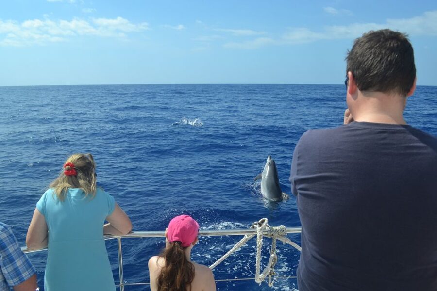 All Inclusive Whale and Dolphin Watching Luxury Tour - Comfort, accessibility, and sea conditions